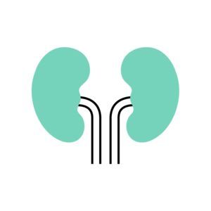 icon of kidneys