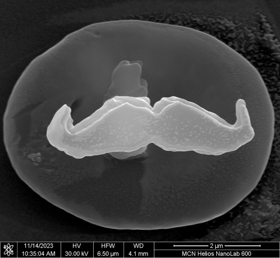 black and white image of a blood cell with a moustache printed on it taken with an electron microscope