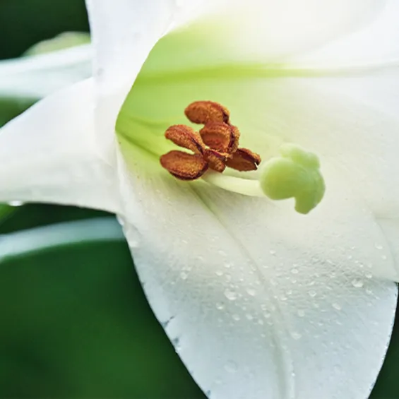a white lily flower