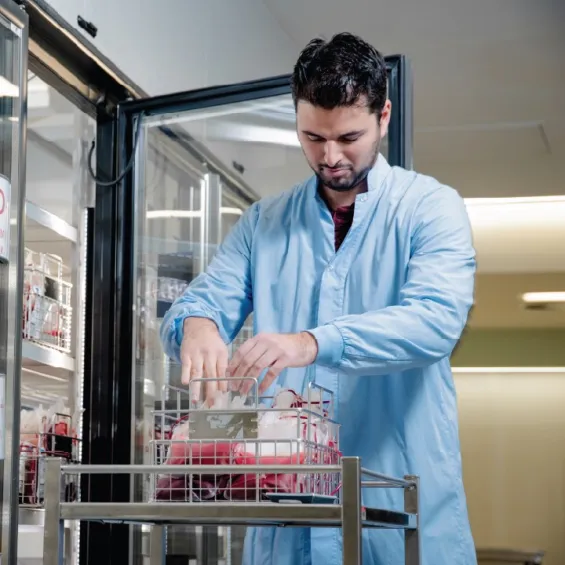 laboratory technician wearing blue lab coat in front of blood fridge with door open, putting blood bags into rack