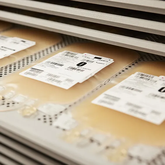 image of bags of platelets on platelet rocker