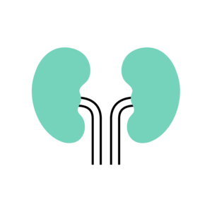 icon of kidneys
